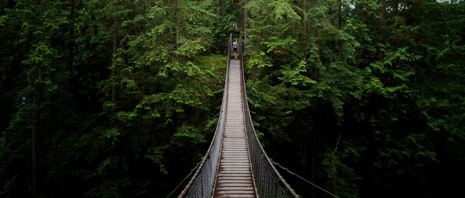 Is Forest Bathing the New Meditation?