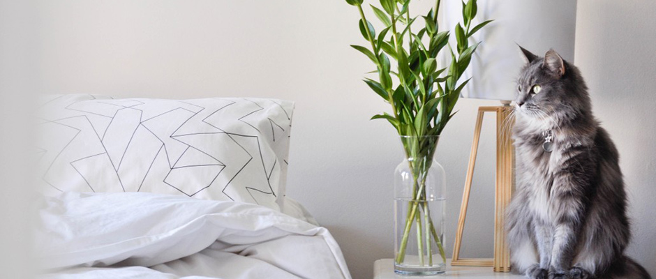 Bedroom Makeover: 9 Feng Shui Tips for Better Sleep and Relaxation